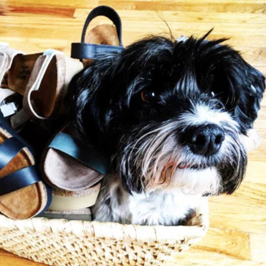 Dog in a basket of shoes